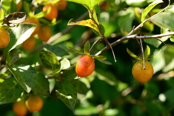 Detailed photos of Lycium chinense (also known as Chinese matrimony vine or Korean goji berry), including its narrow leaves, small flowers, and ripening fruits. Widely used in Korean herbal medicine.