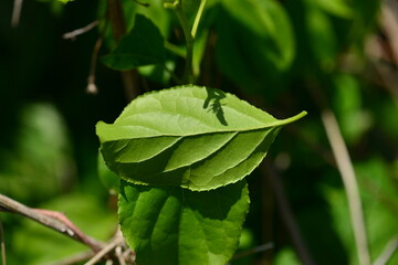 Description: Celastrus orbiculatus, or Oriental bittersweet, displaying its unique red and yellow fruits and twisted vines in Korean habitat.