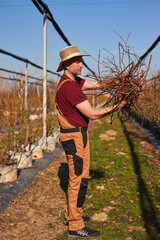 Male gardener working in a blueberries organic farm.