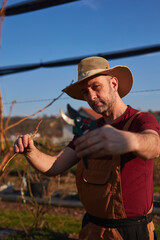 Male gardener with pruning shears working in a blueberries organic farm.