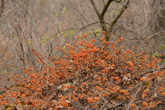 Description: Celastrus orbiculatus, or Oriental bittersweet, displaying its unique red and yellow fruits and twisted vines in Korean habitat.