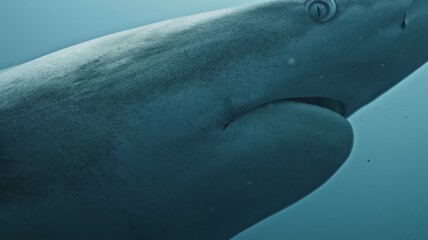 Amazing closeup black tip reef sharks with sharp teeth swimming underwater on coral reef ocean of Tonga. Shark diving tourism. Divers feed school of sharks Carcharhinus leucas marine of Pacific Ocean.