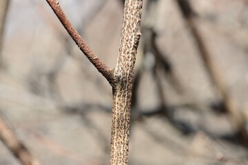 A closeup of miyak vine (Sinomenium acutum) showing leaves, tendrils, and flowers. Medicinal Korean herb used in traditional remedies.