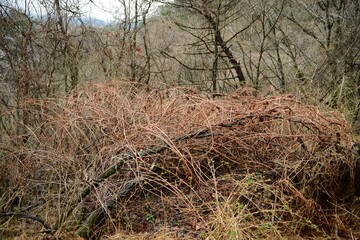 A closeup of miyak vine (Sinomenium acutum) showing leaves, tendrils, and flowers. Medicinal Korean herb used in traditional remedies.