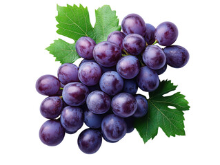 Fototapeta premium A bunch of purple grapes with green leaves