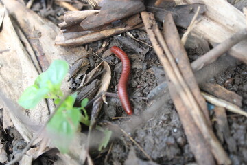A red millipede crawling on moist soil surrounded by dry leaves, twigs, and a small green plant