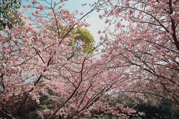 Beautiful Pink Cherry Blossoms Blooming on Branches
