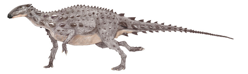 スケリドサウルス　装盾類の原始的形態。ジュラ紀前期のヨーロッパに生息していた小型の鎧竜。想像図。推定全長は4メートル。小型と言っても現在発見されているスケリドサウルス類では最大。その後に発展する様々な要素を持っており、初期の鎧竜とは言え、重い鎧上の皮革を備え,四足歩行を行っていたと思われる。皮膚の化石が残っている。