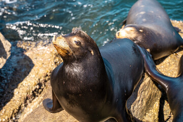 Wild Sea Lion Sitting on Coastal Rock in Natural Habitat