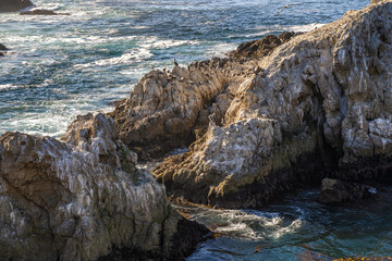 Group of American brown pelicans sitting on a cliff. Point Lobos State Natural Reserve.