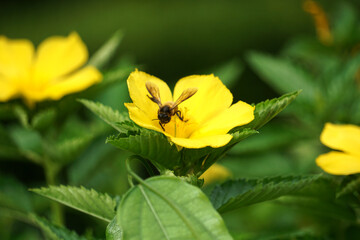 Bees are sucking nectar from yellow flowers in the garden.