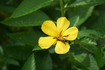 Bees are sucking nectar from yellow flowers in the garden.