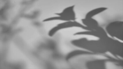 The shadow of a tree sways on a white background