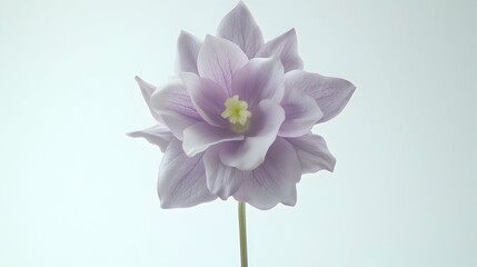 Light Purple Flower Closeup Against White Background