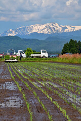 米作り・田植え作業