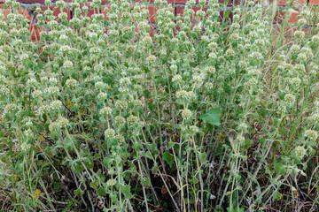 Marrubium vulgare. Horehound plants, or Toad Grass, with white flowers.