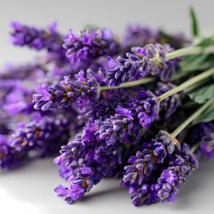 Vibrant Lavender Flowers CloseUp Photography of Purple Blooms on white background