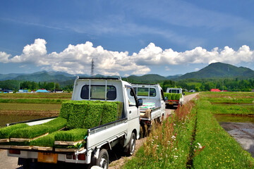 米作り・田植え作業