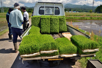 米作り・田植え作業