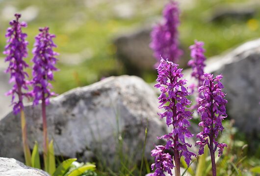 Close-up of blooming Anacamptis morio (wild orchid) in alpine meadow with rocks, Switzerland. Beautiful purple flowers in spring sunlight.
