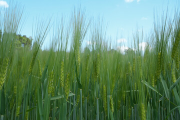 Obraz premium A lush field of green wheat with tall stalks swaying gently in the breeze under a clear blue sky. The scene captures the essence of agriculture and nature.