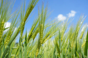Close-up of green wheat stalks swaying in the breeze under a clear blue sky. The scene captures the essence of agriculture and nature.