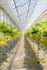 いちご狩り農園のイチゴ　果物　