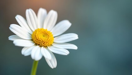 Obraz premium Single chamomile flower, delicate petals, vibrant yellow center , flower, botany, center