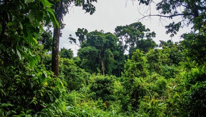 Fototapeta premium Enigmatic Ugandan Rainforest with Lush Vegetation and Mystery