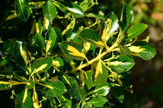 Bright green and yellow variegated leaves of Korean golden euonymus shrub, commonly used in ornamental gardens and landscaping.