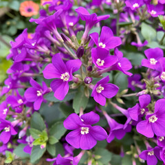 Fototapeta premium Purple Bougainwell close up. Beautiful flowers in the garden.