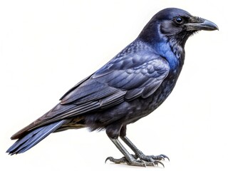 Obraz premium Graceful Raven: A Mysterious and Intelligent Bird in Nature