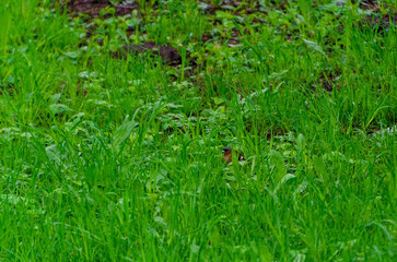 Hidden chaffinch resting quietly among tall wet grass in spring forest floor. Male chaffinch resting low, calm mood, eye-level shot, forest grass, camouflage theme, nature stillness, discovery feeling