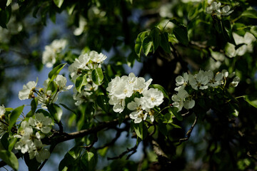 Beautiful pear tree flowers in spring. White bloom of a pear tree. Close up.