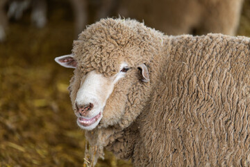 view of the sheep in the farm