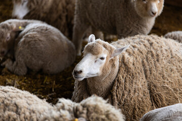 view of the sheep in the farm