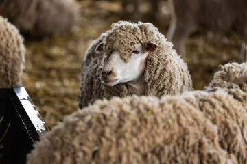 view of the sheep in the farm
