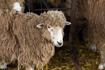 view of the sheep in the farm
