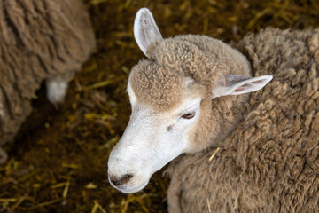 view of the sheep in the farm