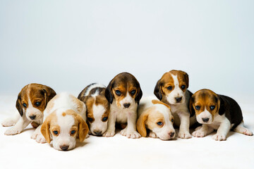 beagle puppies on white background