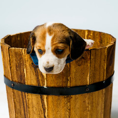 dog in a bucket