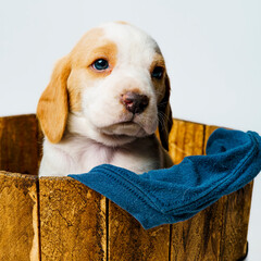portrait of a dog