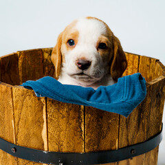 beagle dog sitting on the floor