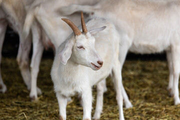 goats in the farm
