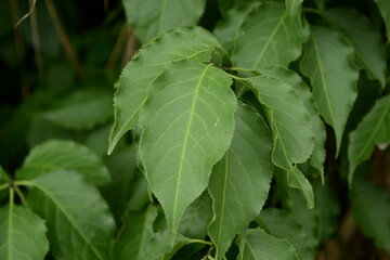 A close-up of Siebold's spindle tree (Euonymus sieboldianus) featuring red fruits and vivid green leaves in natural Korean forest habitat.