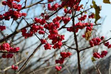A close-up of Siebold's spindle tree (Euonymus sieboldianus) featuring red fruits and vivid green leaves in natural Korean forest habitat.