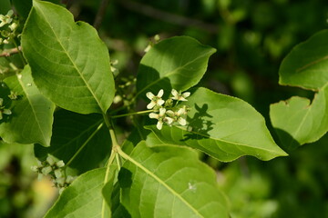 A close-up of Siebold's spindle tree (Euonymus sieboldianus) featuring red fruits and vivid green leaves in natural Korean forest habitat.