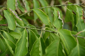 A close-up of Siebold's spindle tree (Euonymus sieboldianus) featuring red fruits and vivid green leaves in natural Korean forest habitat.