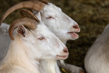 goats in the farm