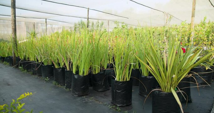 Thriving green plants under protective netting in nursery, showcasing vibrant growth, in greenhouse